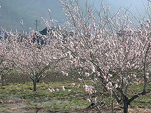 あんず・科野の里