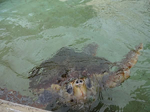 下田海中水族館